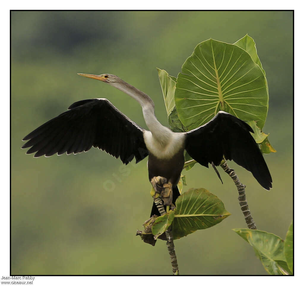 Anhinga d'Amériqueimmature, soins, composition, pigmentation, Comportement