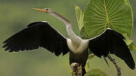 Anhinga d'Amérique