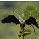 Anhinga d'Amérique