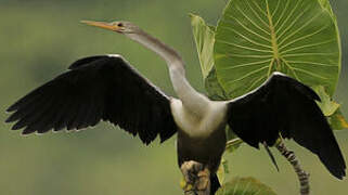 Anhinga