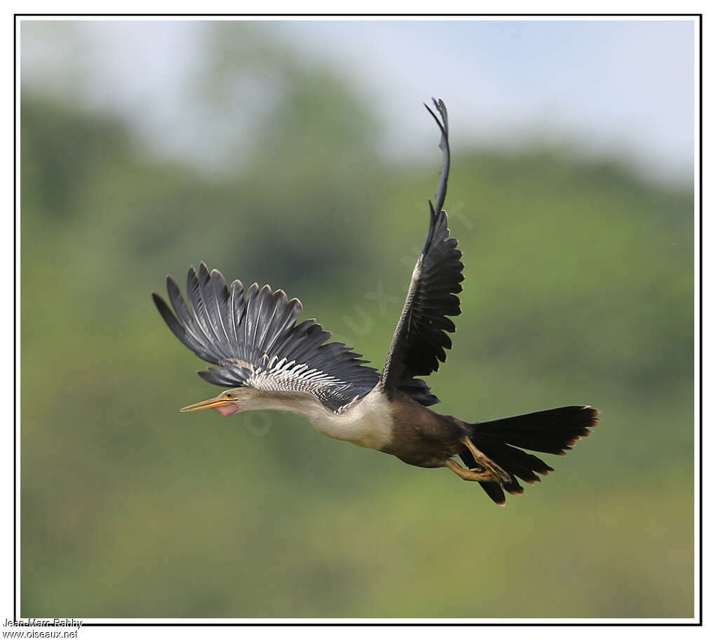 Anhinga female adult, Flight