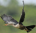 Anhinga d'Amérique