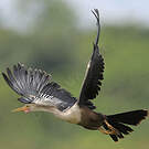 Anhinga d'Amérique