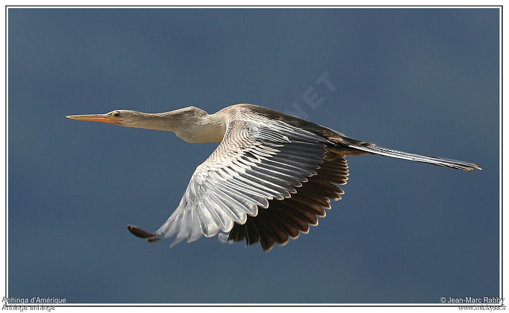 Anhinga d'Amérique, Vol