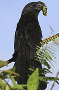 Smooth-billed Ani