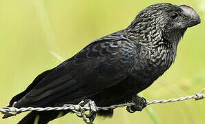 Smooth-billed Ani