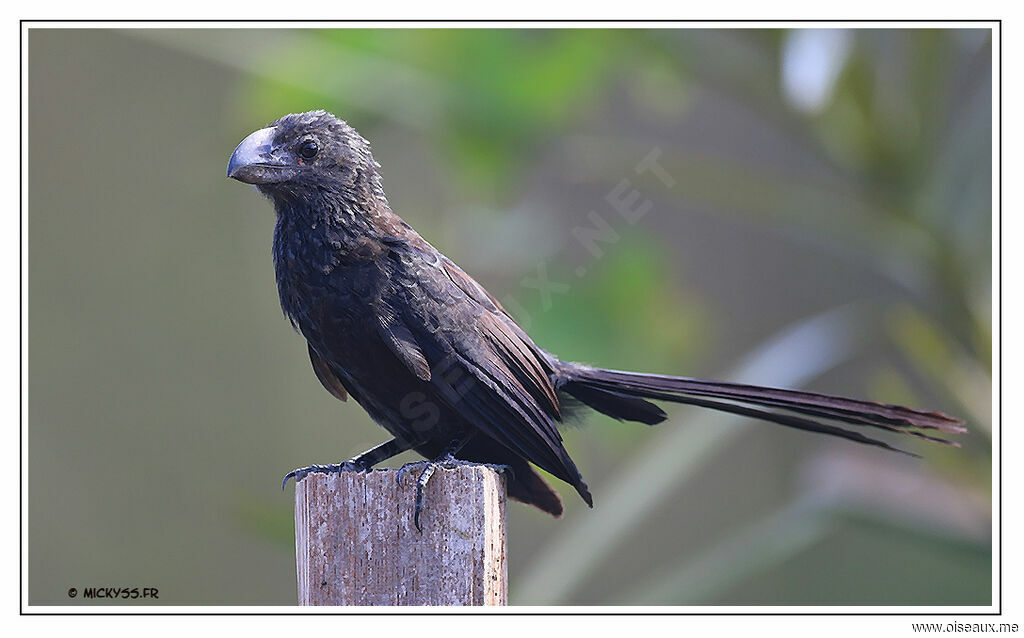 Smooth-billed Ani, identification