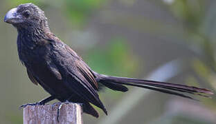 Smooth-billed Ani