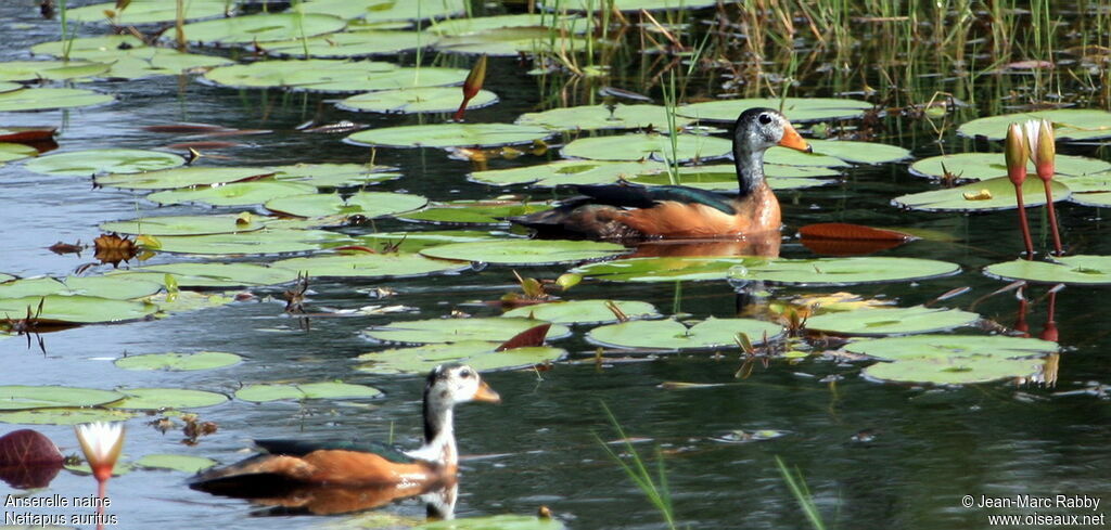 African Pygmy Goose