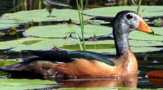 African Pygmy Goose