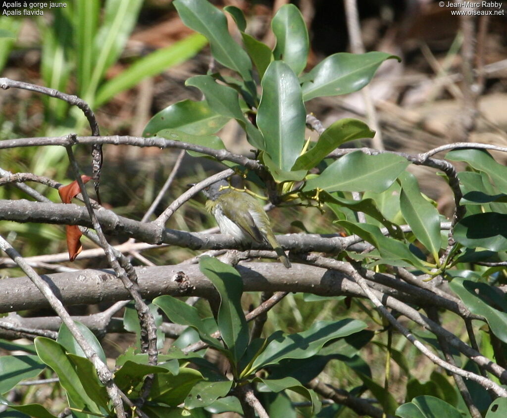 Yellow-breasted Apalis