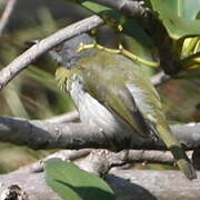 Apalis à gorge jaune