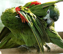 Red-shouldered Macaw