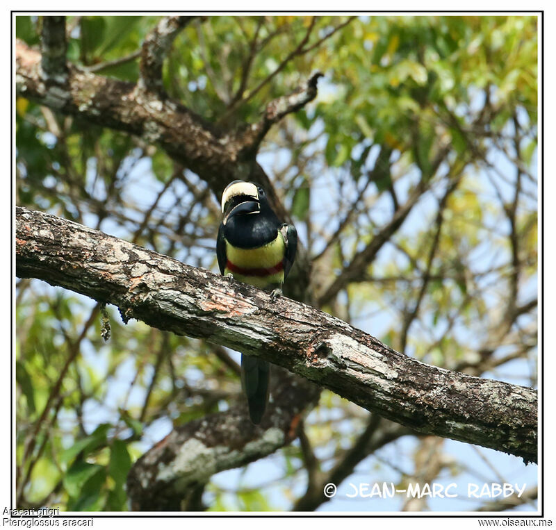 Black-necked Aracari, identification