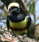 Black-necked Aracari