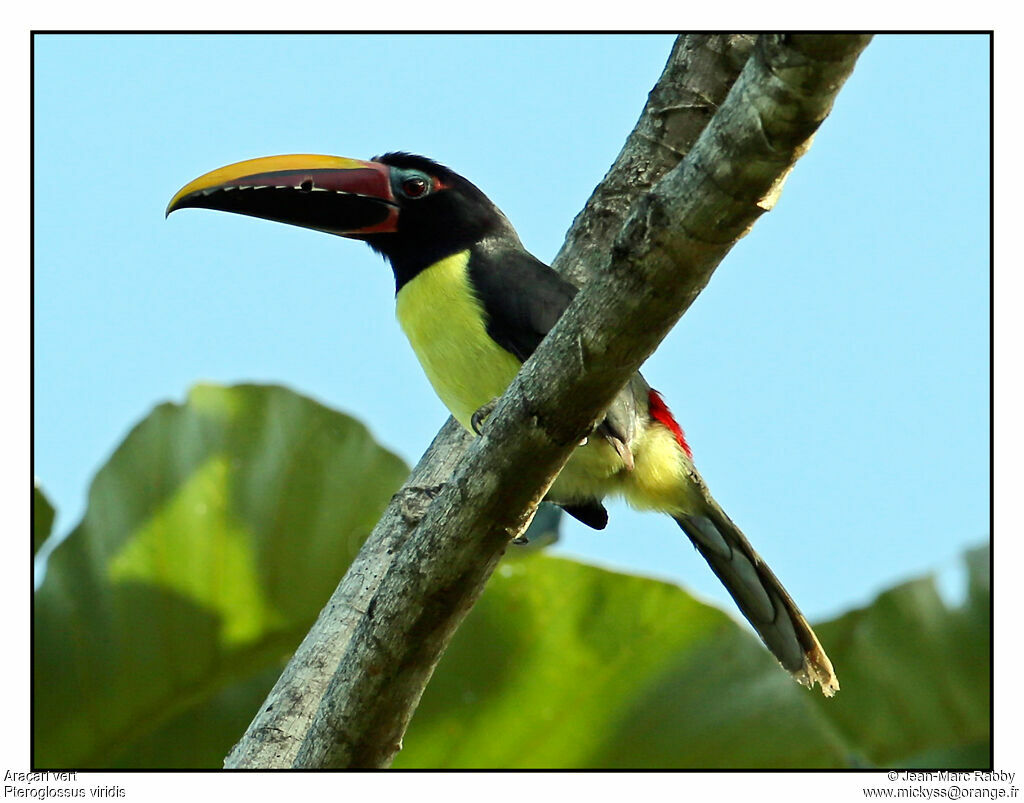 Green Aracari, identification