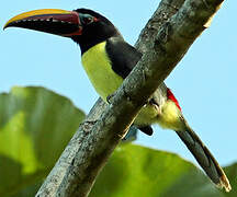 Green Aracari