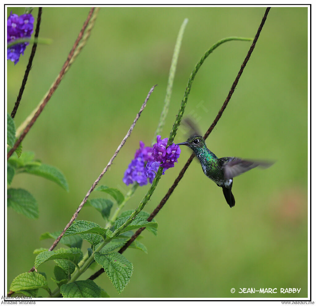 Glittering-throated Emerald, Flight