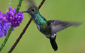 Glittering-throated Emerald