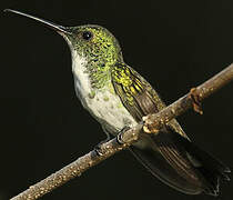 Plain-bellied Emerald