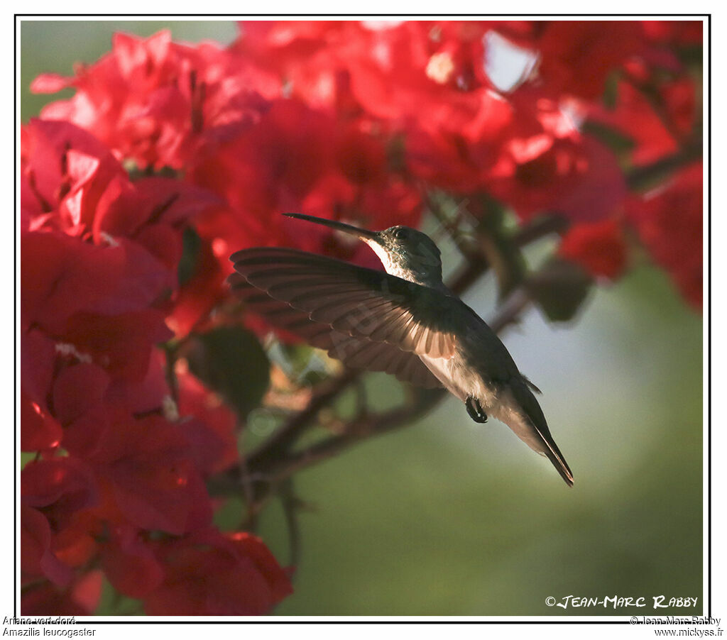 Plain-bellied Emerald, Flight