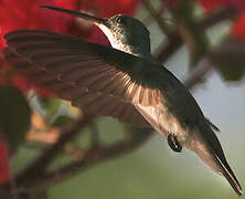 Plain-bellied Emerald