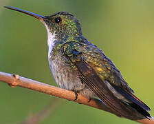 Plain-bellied Emerald