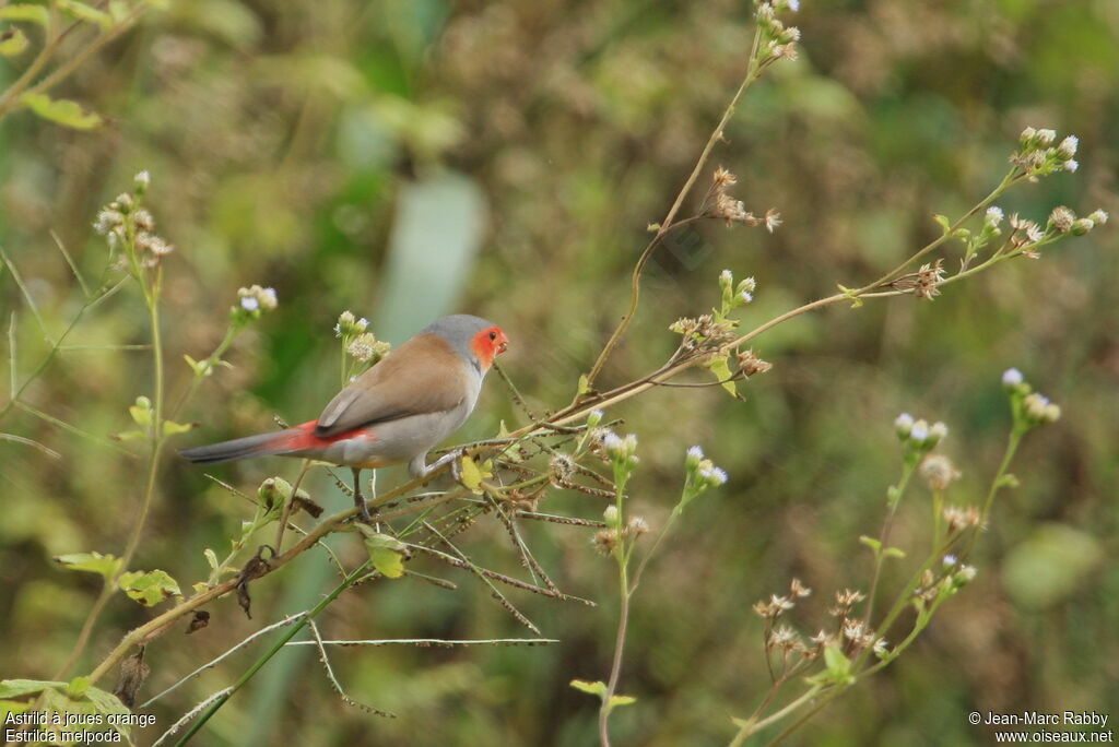 Orange-cheeked Waxbill