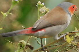 Orange-cheeked Waxbill