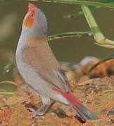 Orange-cheeked Waxbill