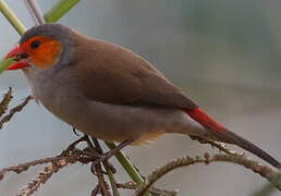 Orange-cheeked Waxbill