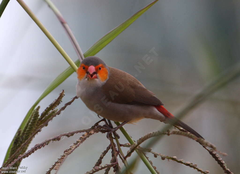 Orange-cheeked Waxbilladult, pigmentation