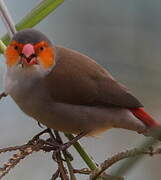 Orange-cheeked Waxbill