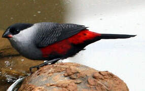 Black-headed Waxbill