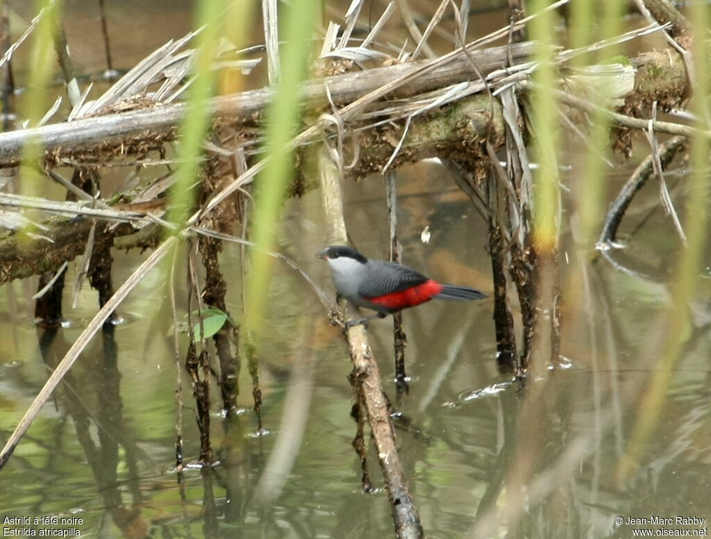 Black-headed Waxbill