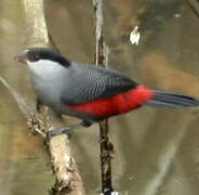 Black-headed Waxbill