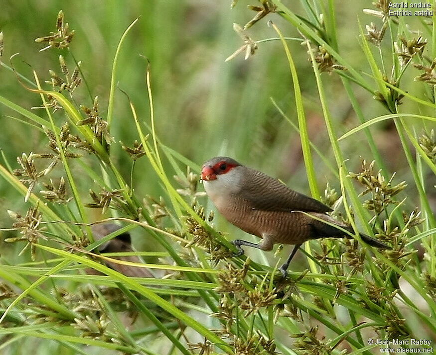 Common Waxbill