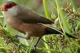 Common Waxbill