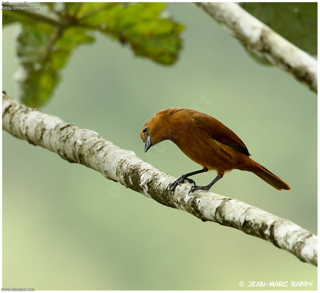 Cinnamon Attila, identification