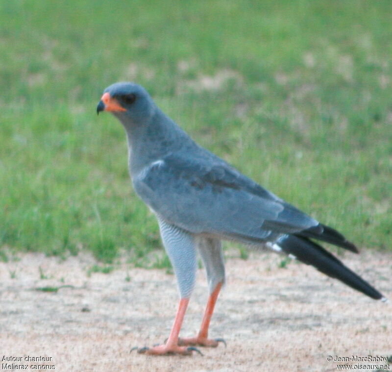 Pale Chanting Goshawk