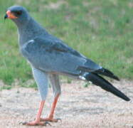 Pale Chanting Goshawk