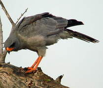 Dark Chanting Goshawk