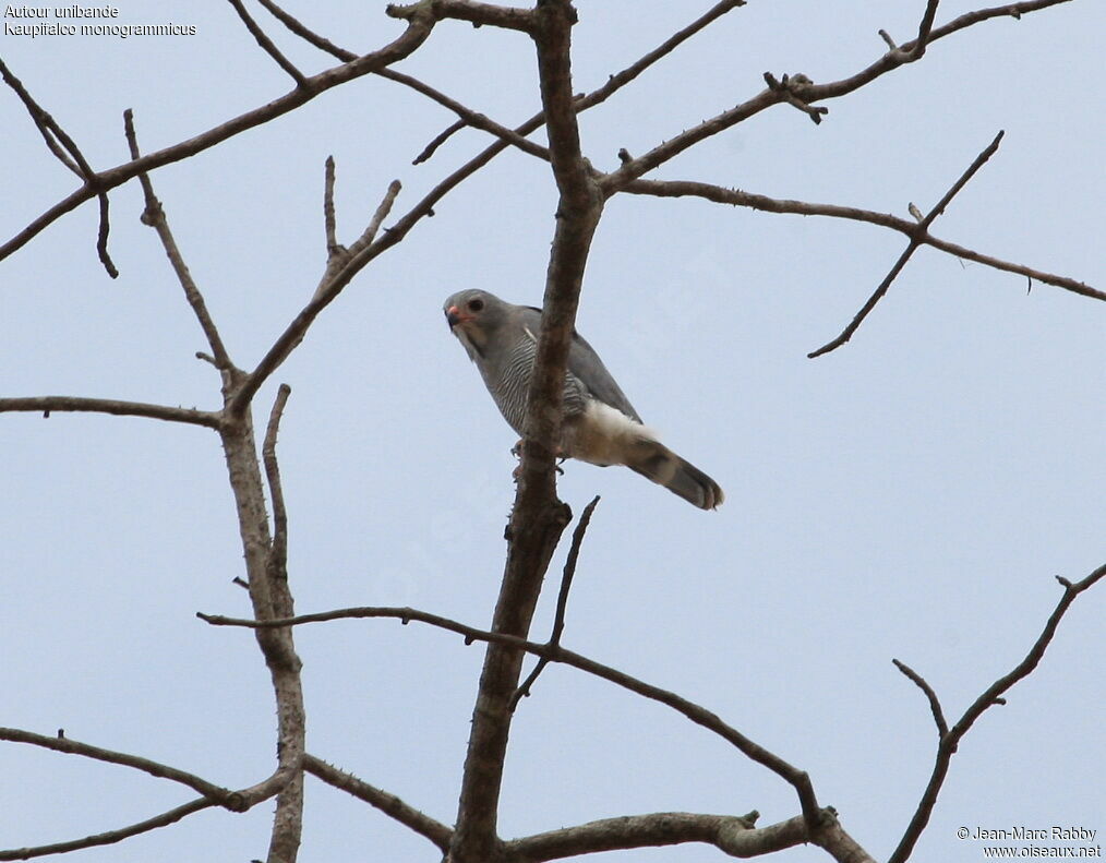 Lizard Buzzard