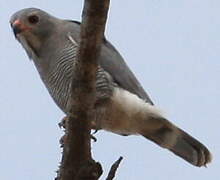 Lizard Buzzard