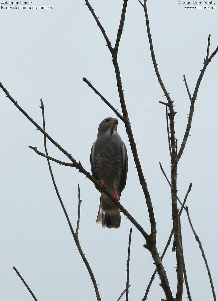 Lizard Buzzard