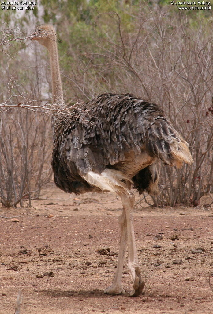 Autruche d'Afrique