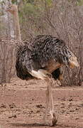 Common Ostrich