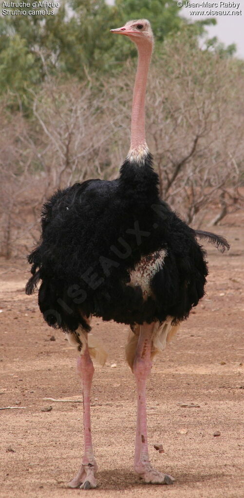 Common Ostrich