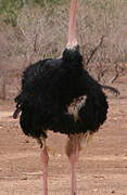 Common Ostrich