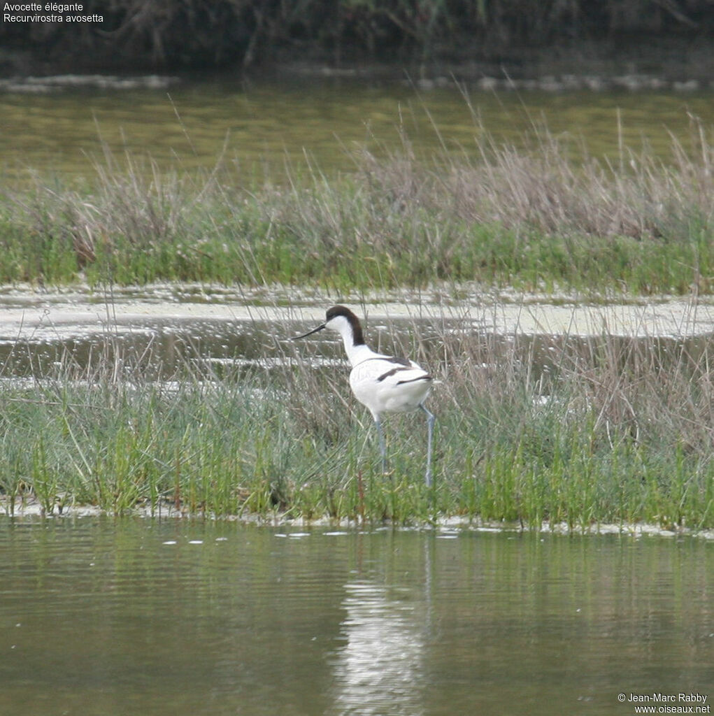 Pied Avocet